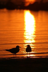 sunset gulls