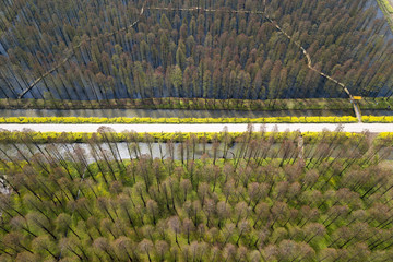 aerial photo of forest