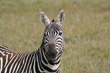 zebra,