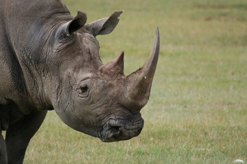 rhino