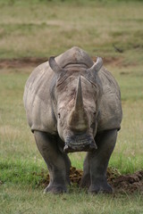 rhino