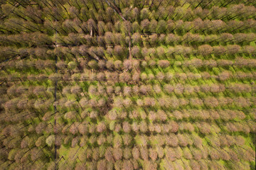 aerial photo of forest