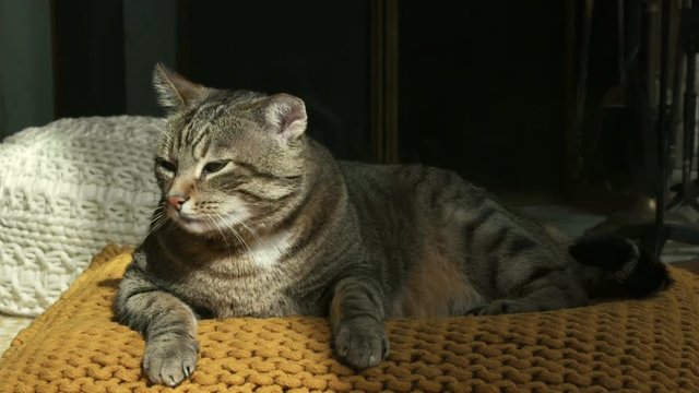 chat en gros plan