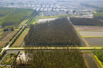 aerial photo of forest