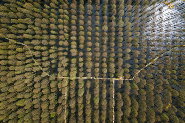aerial photo of forest