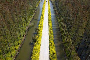 aerial photo of forest