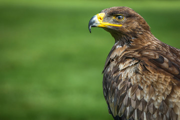 Golden eagle