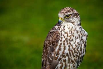 Prairie falcon