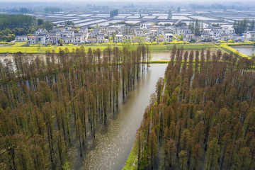 aerial photo of forest