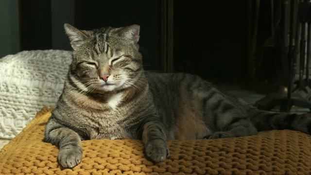 chat en gros plan
