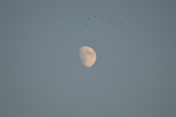 Natura , luna e notte 