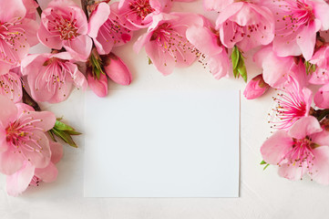 Pink spring background fresh flower on white background.