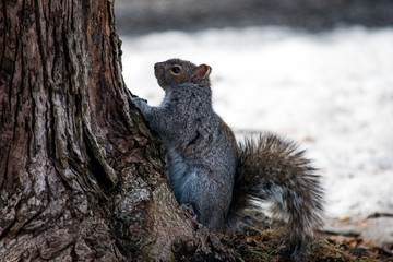 A cute squirrel climbing a tree in the winter