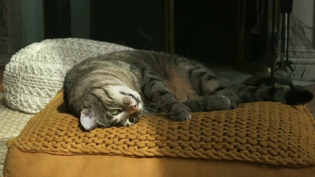 chat en gros plan