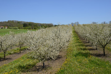 Verger de mirabelliers en fleurs au printemps en Meurthe-et-Moselle, Lorraine, France - Cherry-plum orchard with flowers in spring in Lorraine, France