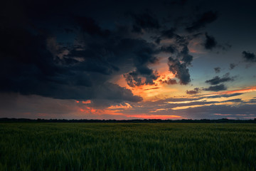 beautiful sunset in green field, summer landscape, dark colorful sky and clouds as background, green wheat