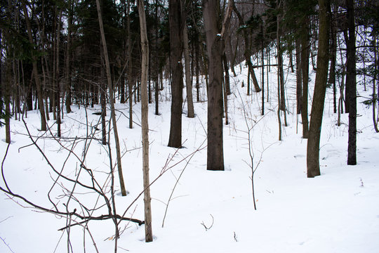 Lots of trees in a park with the ground covered in snow