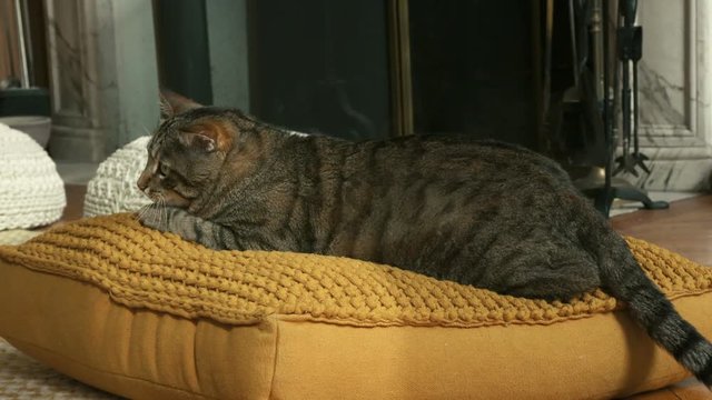 chat en gros plan