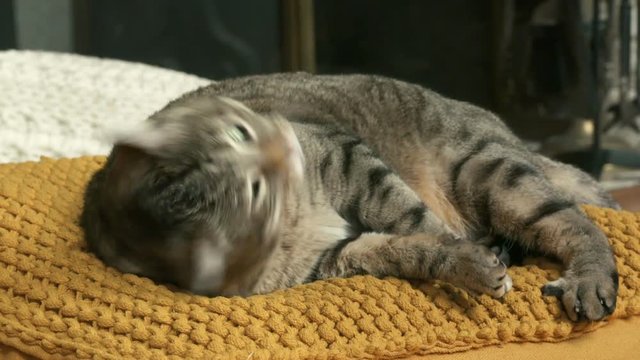 chat en gros plan