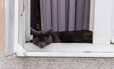 Beautiful gray cat napping on a wooden  window sill