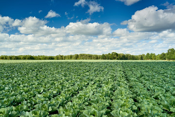 Landscape view of growing cabbage field. Latvia