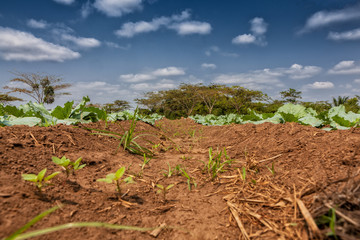 Rural plantation in the middle of the cabinda jungle. Angola, Africa.