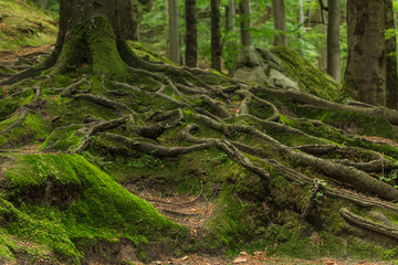 Roots covered with moss in the forest. Photographed on a sunny day in the spring in the Ukrainian...