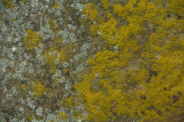 Beautiful relief and texture of stone with patterns and moss. Stone natural background. Photographed on a sunny day in the spring in the Ukrainian Carpathians