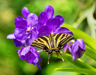 Beautiful butterfly Papilio pilumnus in tropical forest