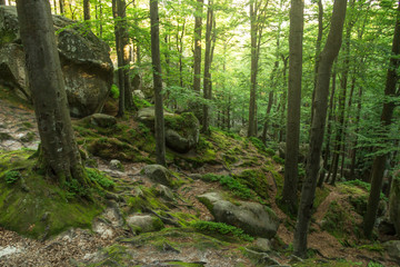 Fototapeta premium Beautiful green forest. A magical landscape. Rocks and stones in a green forest, between trees with sunrays. Photographed on a sunny day in the spring in the Ukrainian Carpathians