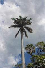 kubanische palme