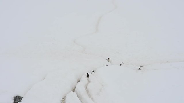 Gentoo Penguins on the bech