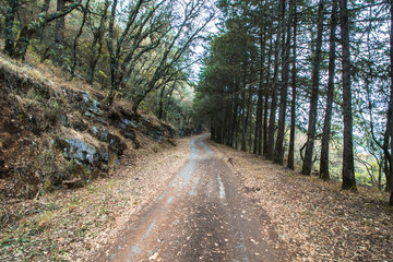 camino de arboles en mexico