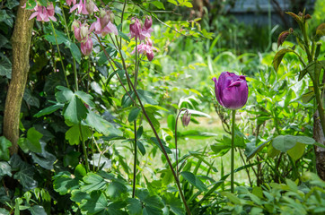Tulpen und Lenzrose