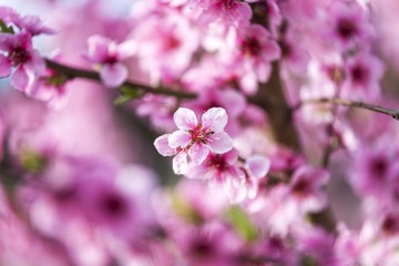 spring tree blossom. tree flowering. spring wallpaper