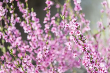 spring tree blossom. tree flowering. spring wallpaper