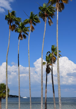 Tall palm trees with sea, blue sky, puffy clouds, and boat in background.