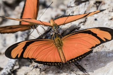 Butterflies