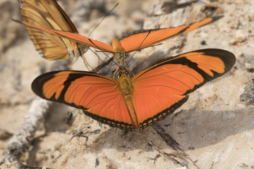 Butterflies 2