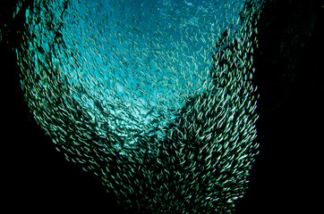 Fototapeta premium Reef fishes from the sea of cortez, mexico