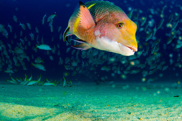 Fototapeta premium Reef fishes from the sea of cortez, mexico