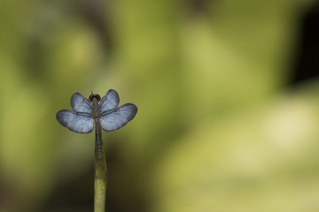Blue Dragonfly