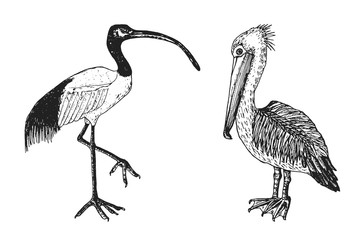 Pelican and African sacred ibis. Engraved Hand drawn vector birds, sketch graphic vintage style, phoenicopteridae. Tropical animal.