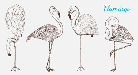 Pink flamingo. Hand drawn vector birds, sketch graphic vintage style, phoenicopteridae. Tropical animal. © artbalitskiy