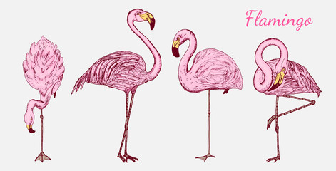 Pink flamingo. Hand drawn vector birds, sketch graphic vintage style, phoenicopteridae. Tropical animal.