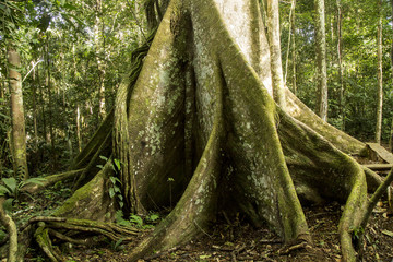 Samauma Tree
