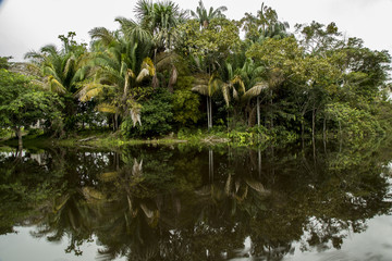 Palms on the water