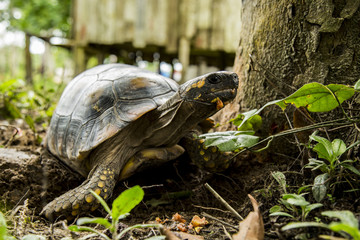 Rainforest turtle