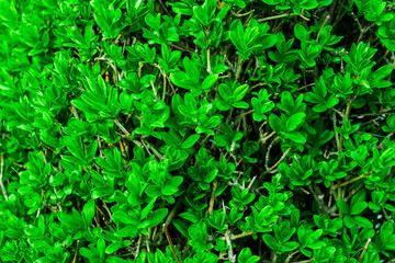 Green bushes, beautiful forms of bushes, trimmed bushes, Park
