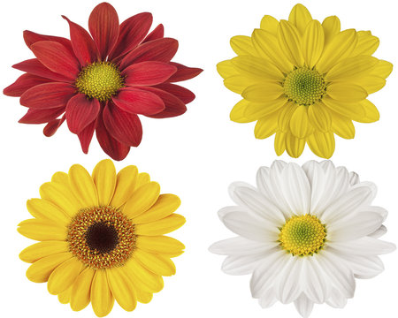 red yellow and white flowers on a white isolated background for design